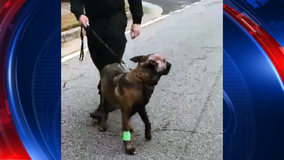 K-9 Officer Indi released from vet after shooting