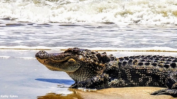 Gator enjoys sun, sand, and surf at NC beach