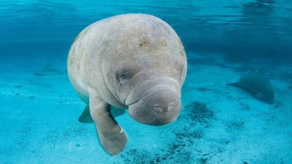 Record number of Florida manatees killed by boaters