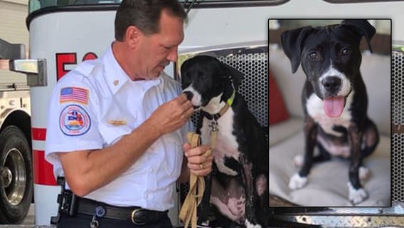 Ruby, a furry fire victim, will become the next Palm Harbor firefighter