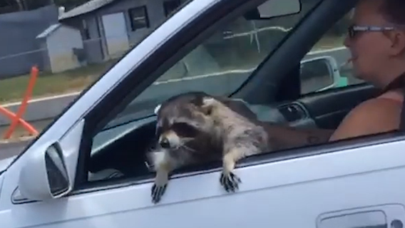 Raccoon named Hank Williams spotted hanging out of car on Florida road