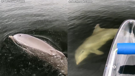 Watch: Dolphin playfully swims around See Through Canoe
