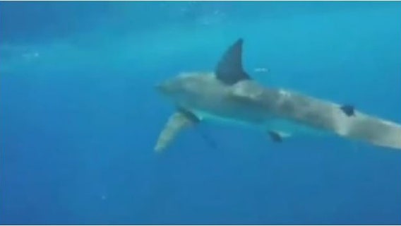 90% of sharks mysteriously wiped out nearly 20 million years ago, researchers say