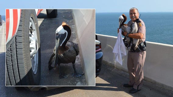 Injured pelican wandering in Skyway Bridge traffic rescued by troopers