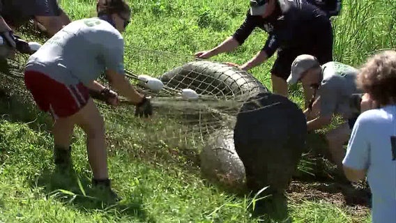 Crews pull trapped manatees from Oldsmar pond