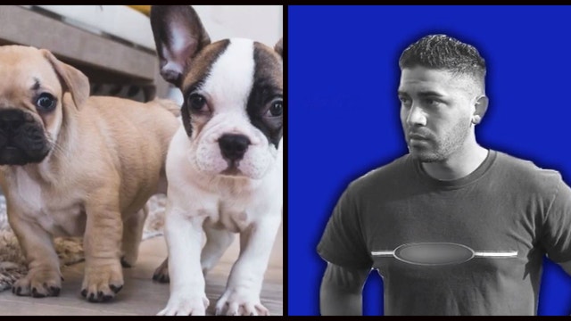 FOX 11 confronts man selling sick puppies for 3rd time