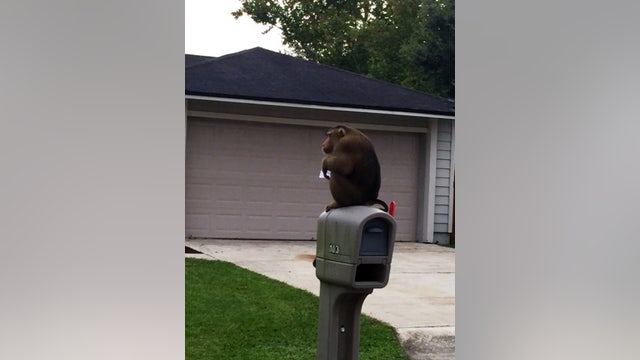 Monkey caught eating mail in Sanford