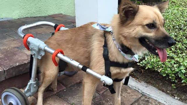 Paraplegic dog from Thailand needs new home