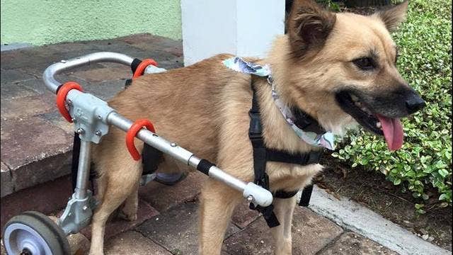 Facebook page for Tilly the dog