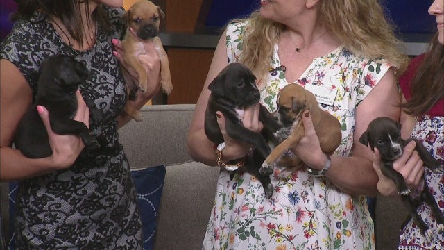 12 puppies at Humane Society of Tampa Bay are growing up, and still adorable