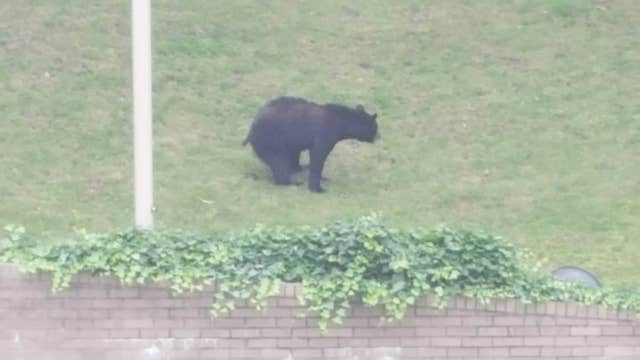 Burke Co. woman has close encounter with bear