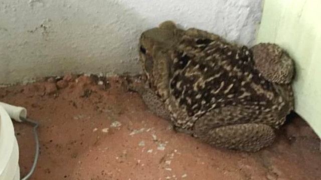 Protect pets from poisonous Bufo toads