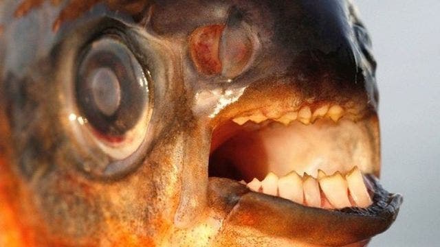 Authorities warn of testicle-biting fish
