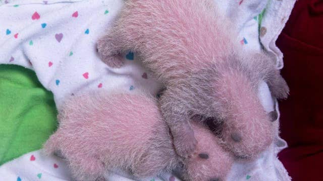 Zoo Atlanta shares photo updates on twin panda cubs