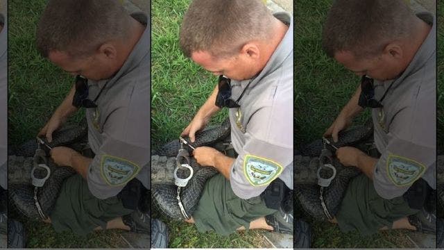 Louisiana gator handcuffed after trespassing