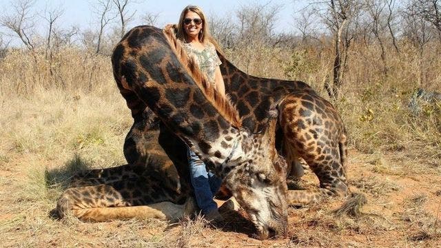 American hunter's images of her black giraffe 'trophy kill' spark outrage