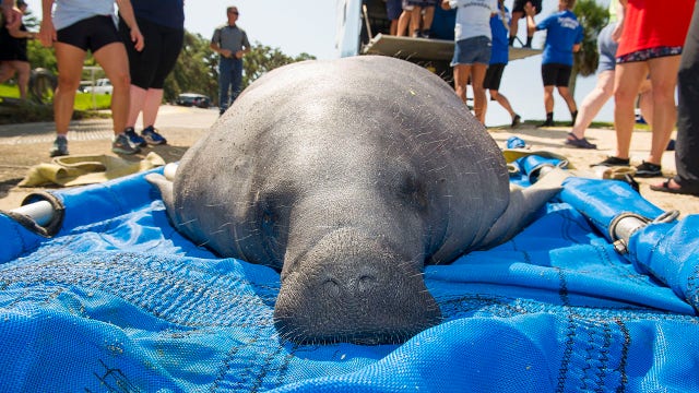Manatee mama and calf recover from boat strike