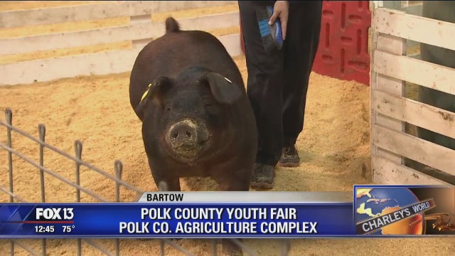 Polk County Youth Fair celebrates Florida agriculture
