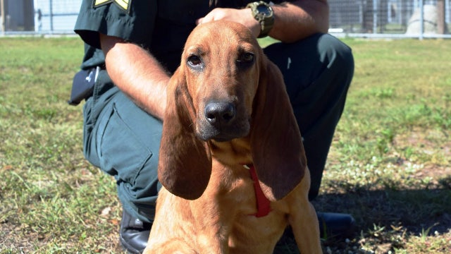 Sumter's floppy-eared deputy needs a name