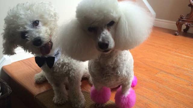 Father cries when family surprises him with new puppy