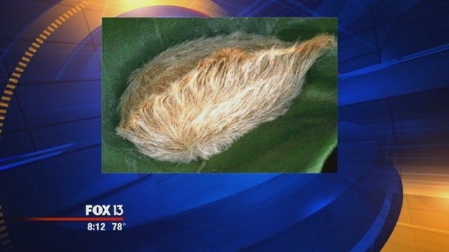 Florida scientists: Don't touch this bug