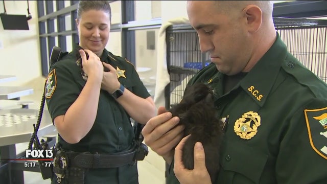 Inmates foster kittens at Sarasota jail