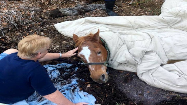 WATCH: Polk deputies rescue horse trapped in pond