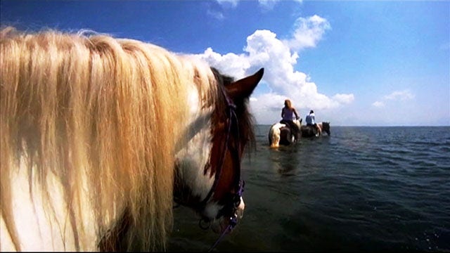 One Tank Trip: Riding 'C Ponies' in Tampa Bay