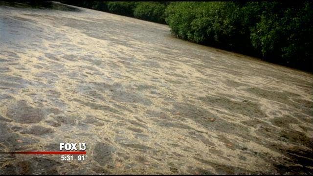 EPC: Visible algae in Bay Area waters no cause for concern