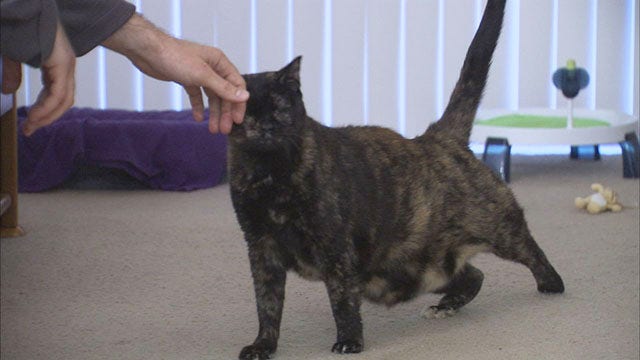 Hometown Heroes: Pets for Patriots pairs veterans with homeless cats and dogs