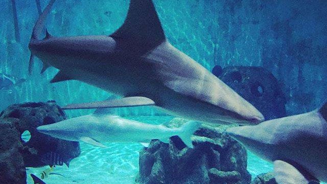 Shark Days at Mote Marine Laboratory & Aquarium