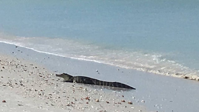 Alligator swims at the beach near Bonita Springs