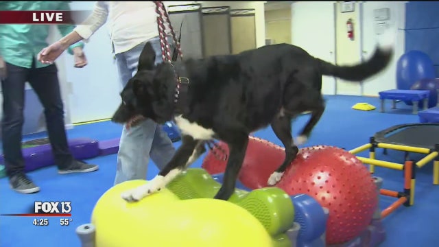 Tricks don't have to be tricky at Trick Dog U