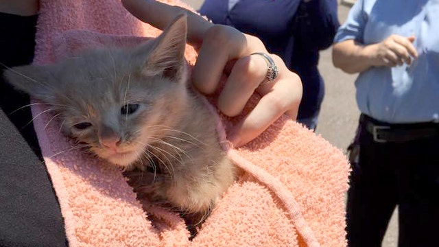 Tiny kitten rescued from storm drain by Clearwater Fire