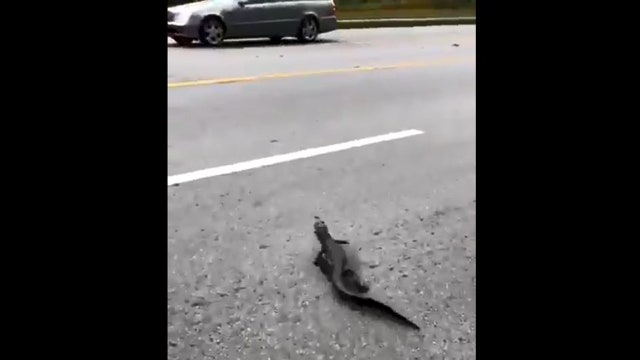 Baby alligator helped across roadway by Polk deputy