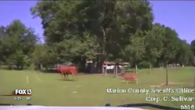 Cows get loose after Marion County police chase