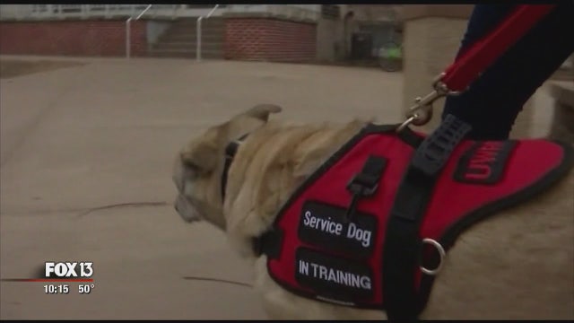 Delta tightens guidelines for service, support animal travel
