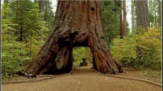 Famed giant sequoia tree with drive-thru tunnel topples in winter storm