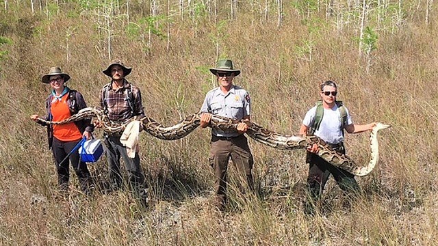 Massive 17-foot python with 73 eggs captured in South Florida preserve