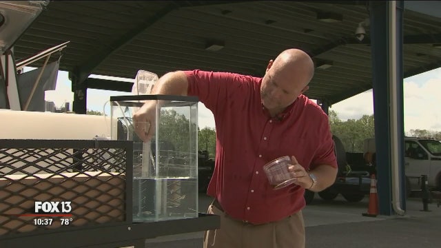 Hillsborough residents line up to take home mosquito fish