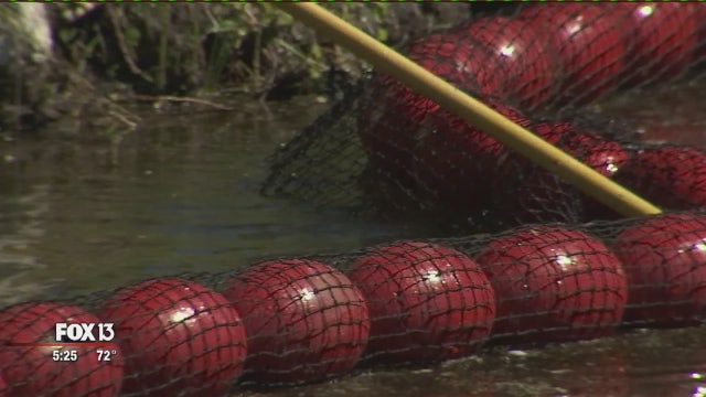 Watergoat installed at Lake Maggiore