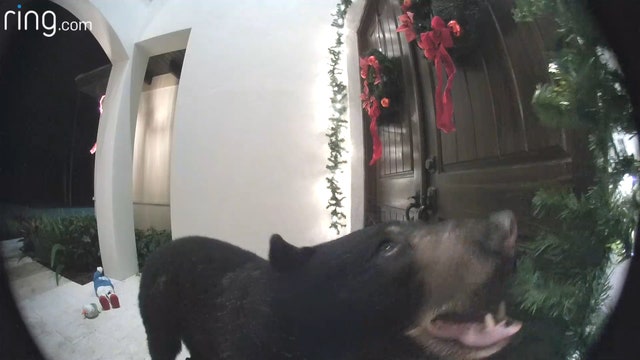 Naples homeowner scares away bear through Ring doorbell
