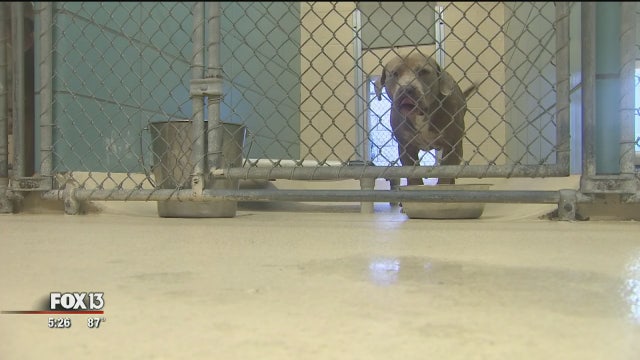 Displaced pets crowd Hillsborough shelters