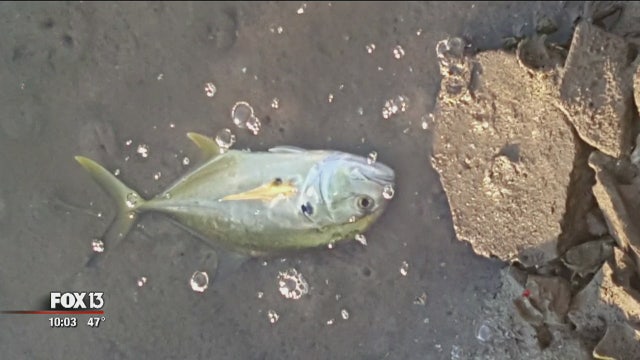 FWC: Fish kills likely due to cold water