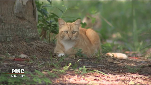 Stray cat population declines thanks to TNVR program