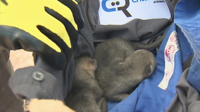 Baby foxes found in house attic