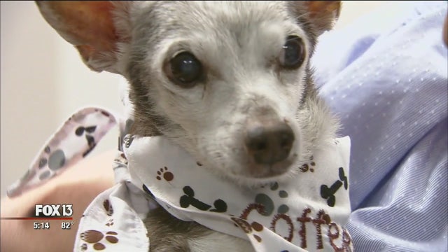 Lakeland family gives senior dog his bucket list dreams