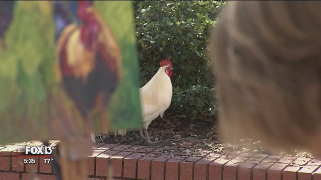 Ybor City chickens immortalized by Bay Area artist