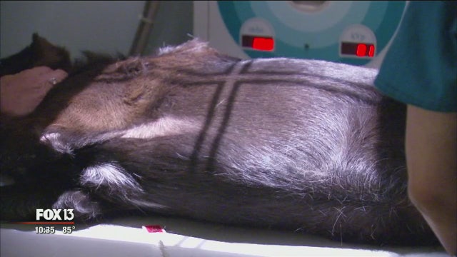 Arthritic pets see improvement from stem cell injections