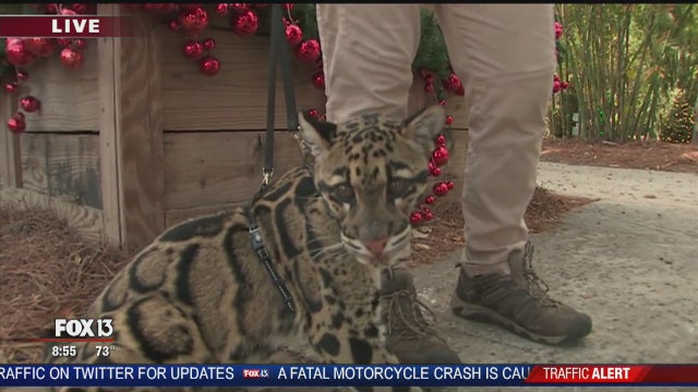 A morning at Christmas in the Wild at Lowry Park Zoo
